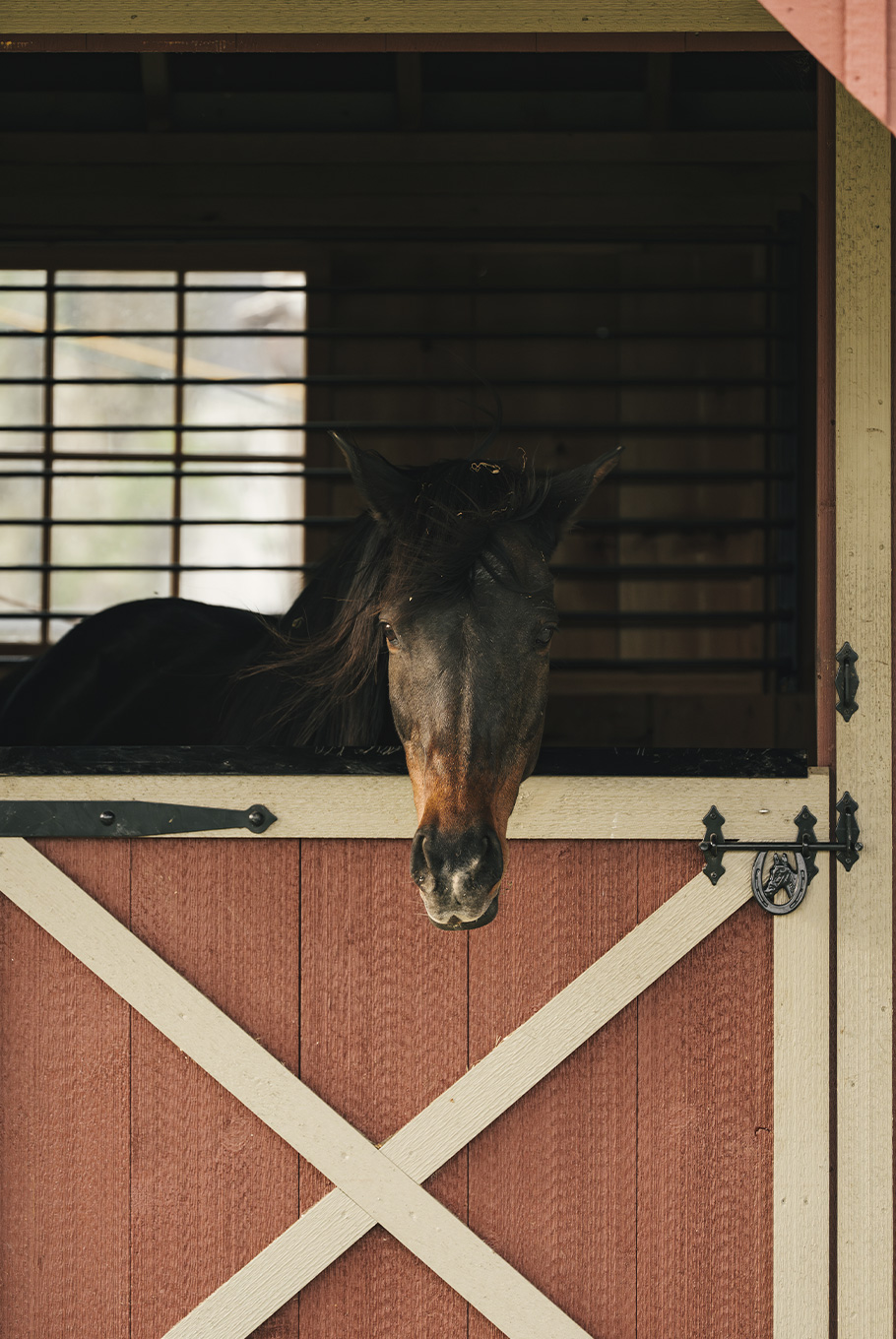 A horse in a stable at Pendry Natirar Farms
