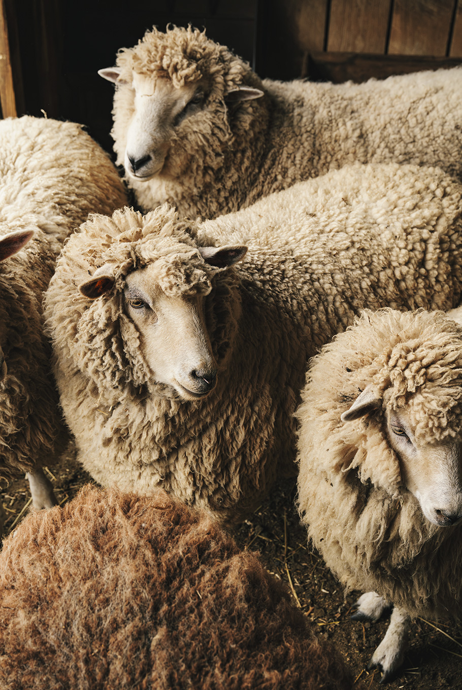 sheep at Pendry Natirar Farm