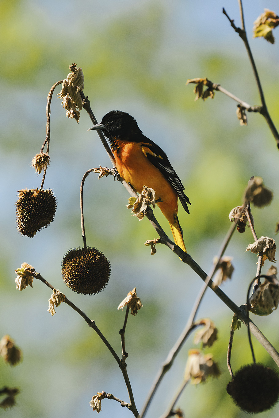 A bird in a tree