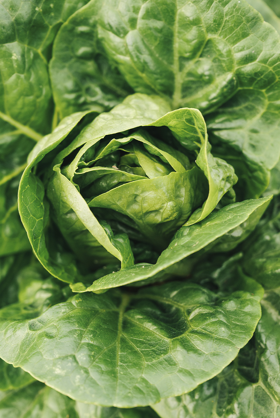 Close-up of cabbage