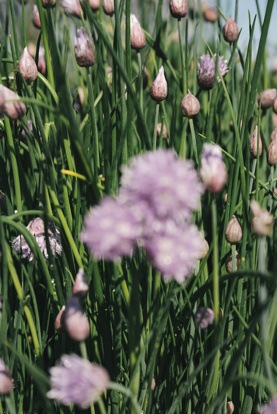 Flowers Pendry Natirar
