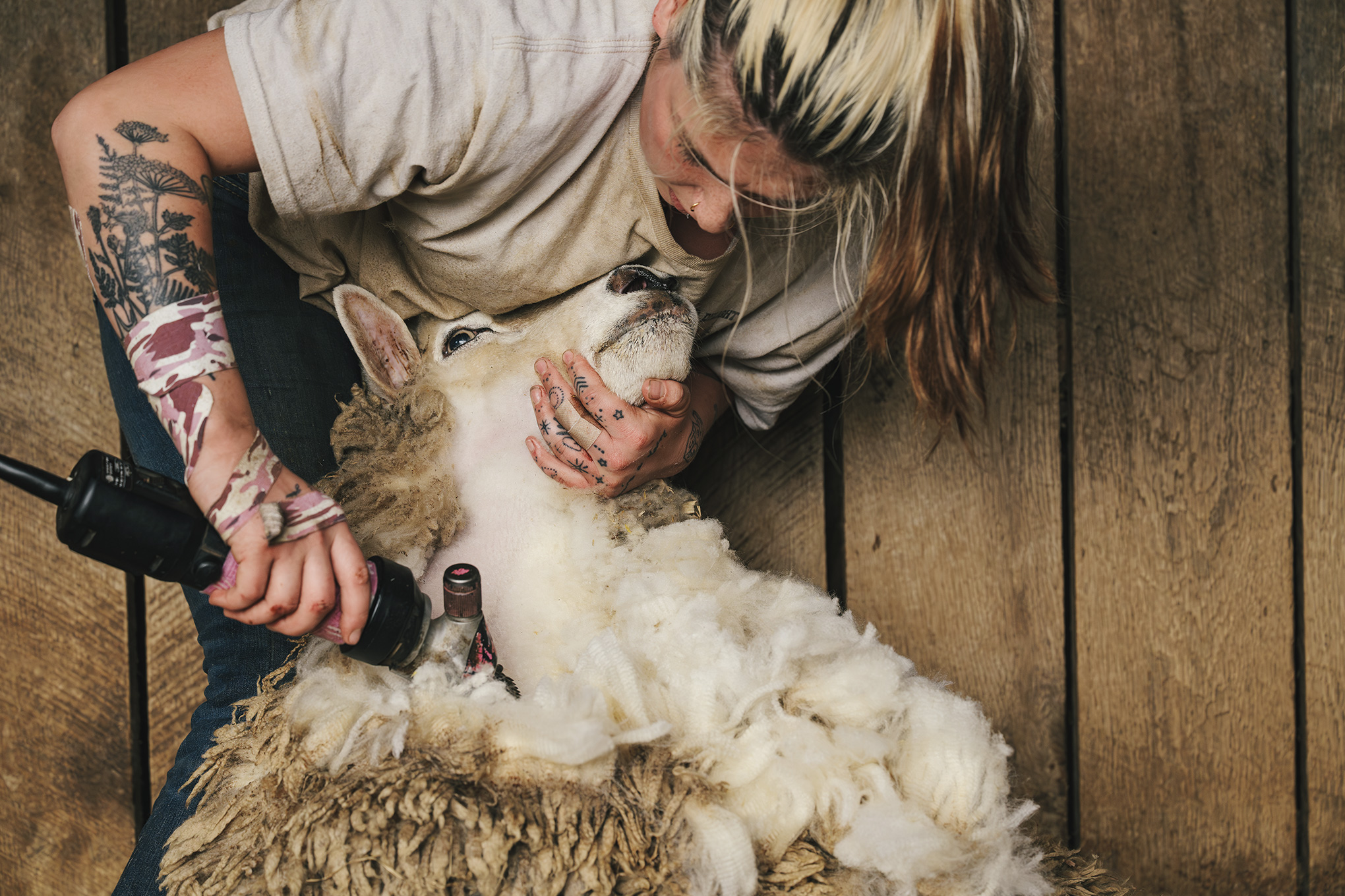 A woman shaving a sheep at Pendry Natirar Farms