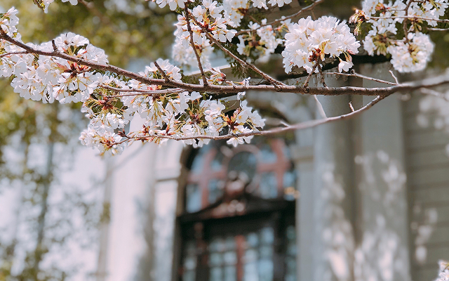 A close-up, shallow depth-of-field shot of white cherry blossoms in full bloom on branches in the foreground. The blurred background shows a light-colored building with a dark, arched window.
