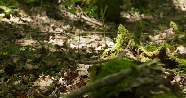Couple Running in Forest Clip 7 vfx asset stock footage