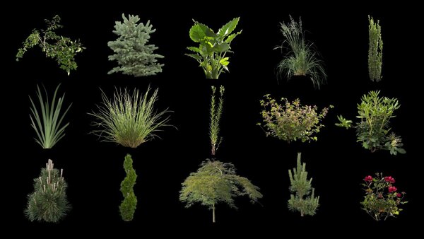 Plants & Foliage 171 Plant Still Images vfx asset stock footage