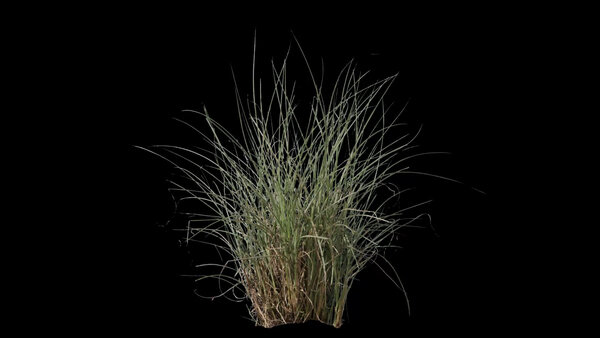 Plants & Foliage Light Grass 1  vfx asset stock footage