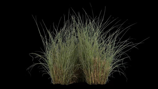 Plants & Foliage Light Grass 2  vfx asset stock footage