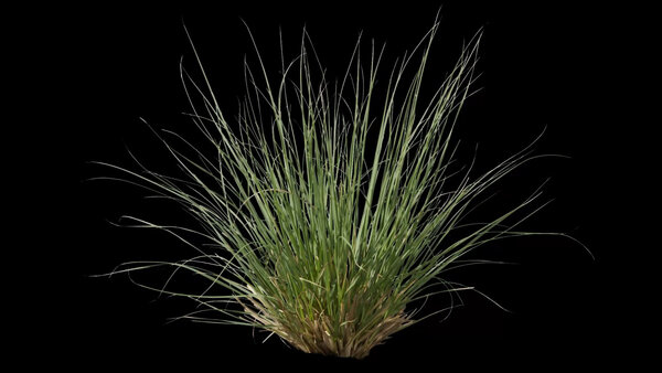 Plants & Foliage Pampas Grass  vfx asset stock footage
