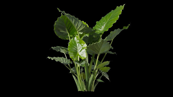 Plants & Foliage Elephant Ears  vfx asset stock footage