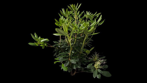 Plants & Foliage Rhododendron  vfx asset stock footage