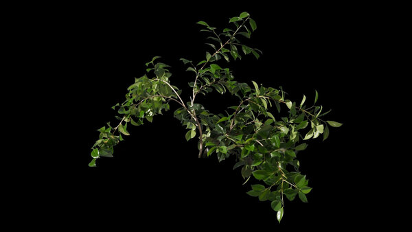 Plants & Foliage April Tryst  vfx asset stock footage