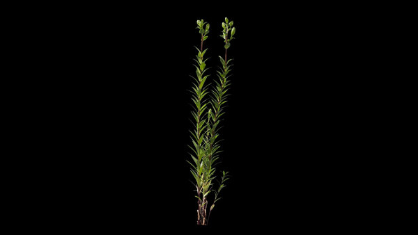 Plants & Foliage Lilly  vfx asset stock footage