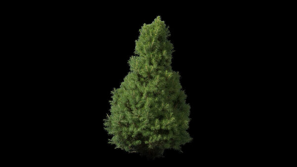 Plants & Foliage Dwarf Spruce  vfx asset stock footage