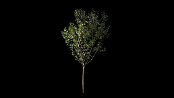 Plants & Foliage Cherry Tree  vfx asset stock footage