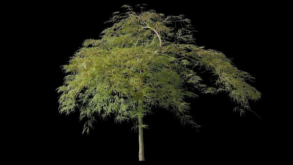 Plants & Foliage Japanese Maple  vfx asset stock footage