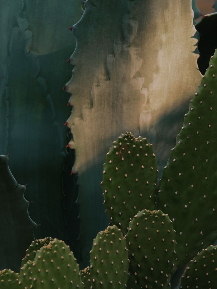 Close-up of a cactus