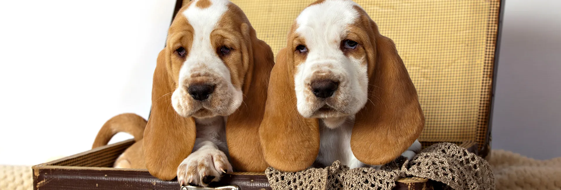 Two basset hound puppies in a box
