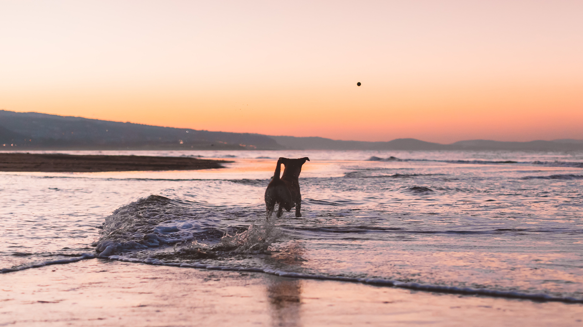 An Insider’s Guide to DogFriendly Nantucket Tradewind Aviation