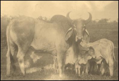 Criação com tradição-2