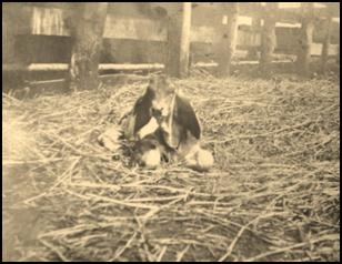 Criação com tradição-4