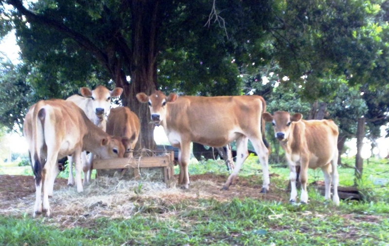 Criação com tradição-6