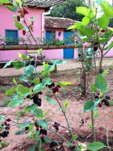 Jardim Sensorial Café da Colônia