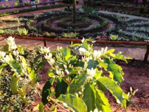 Jardim Sensorial Café da Colônia