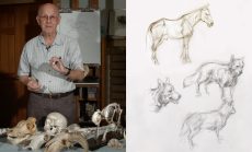 An Introduction to Animal Sketching: Dogs and Horses