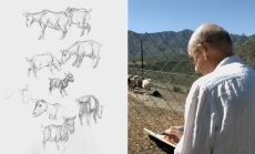 Animals Continued: Goats, Sheep, Llamas, and Chickens