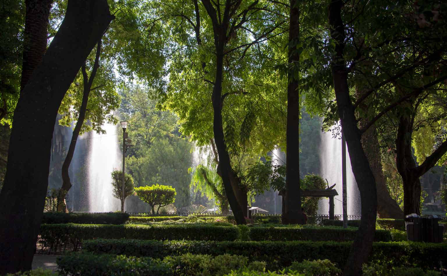 A park with a lot of greenery near Pendry Residence Mexico City.