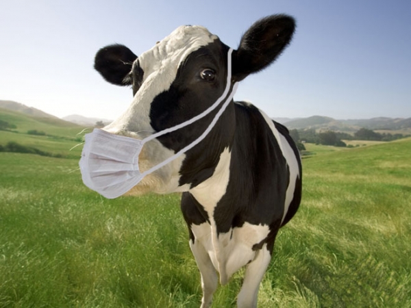 Anvisa libera comercialização de remédio para tosse de vacas