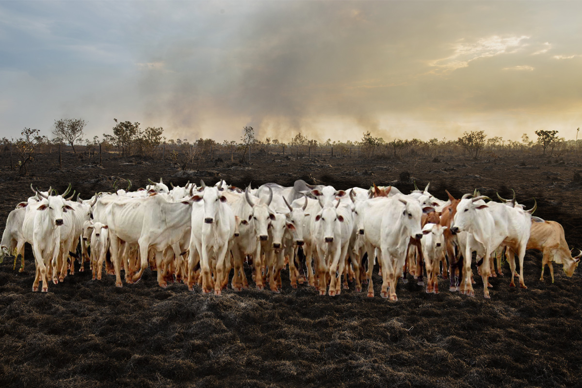 Sem chance para o verde
