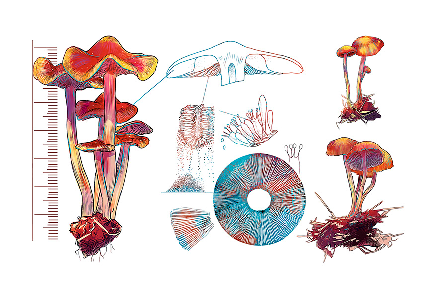 A liberação do uso de cogumelos psicodélicos