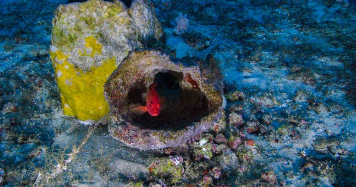 Os recifes da Amazônia existem