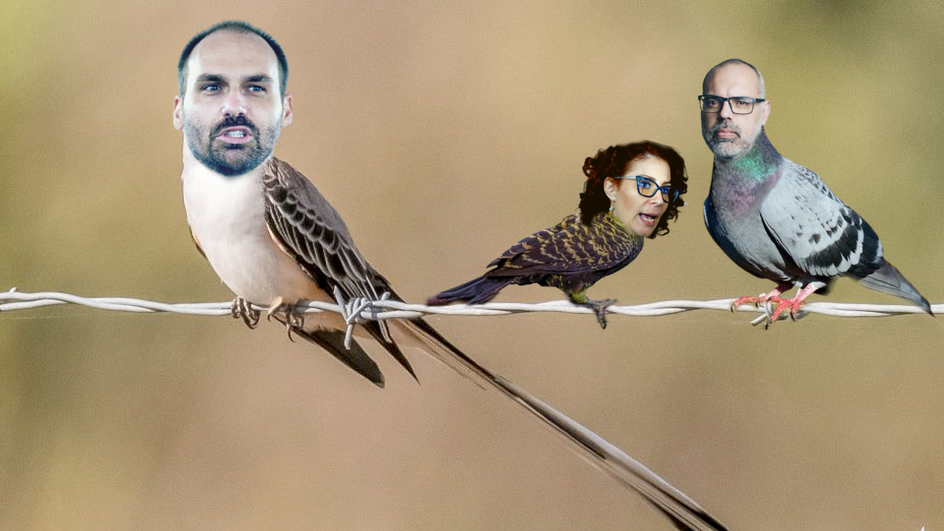 Ecologia: conheça as aves migratórias que mudam de país de acordo com os ventos do STF