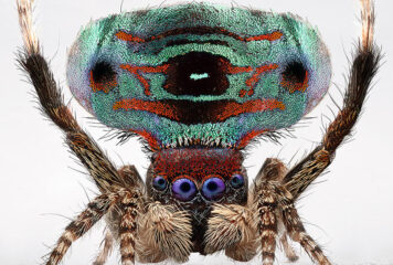 Canibais, venenosas e fascinantes