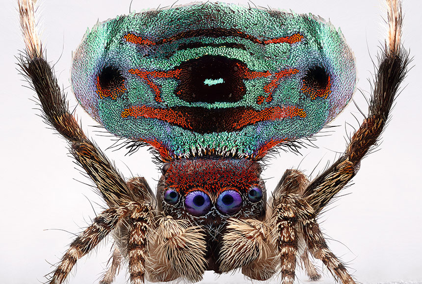 Canibais, venenosas e fascinantes