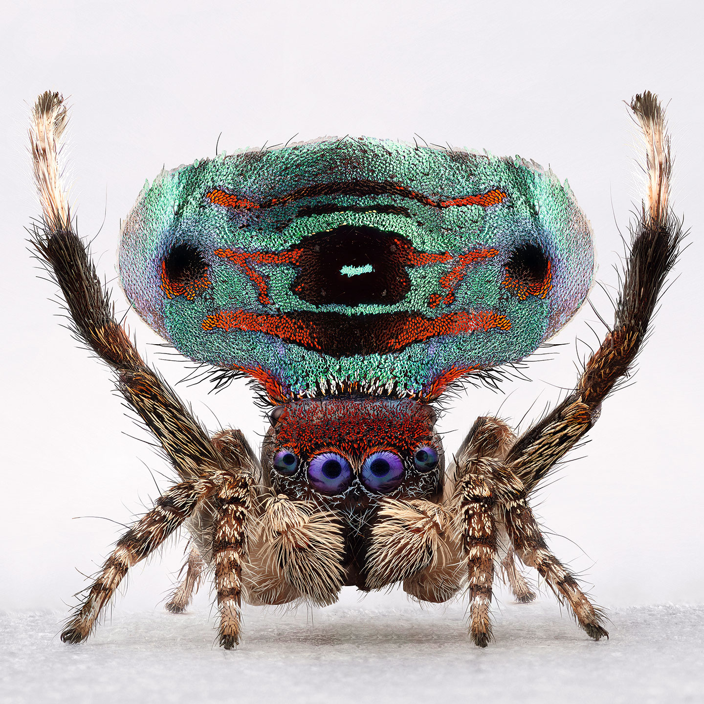 Homenagem de uma aracnofóbica