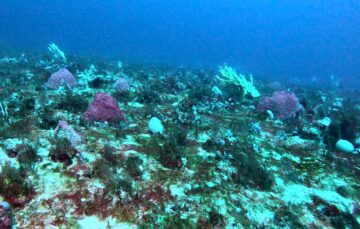 Um tesouro ameaçado na vizinhança da COP30