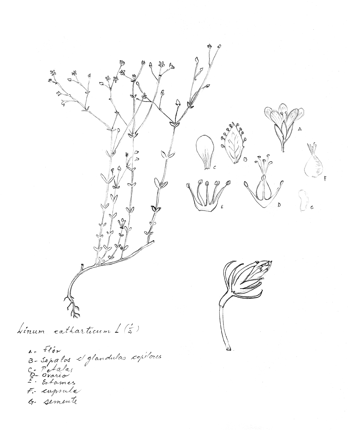 Presídio político Maria Zélia, 1936