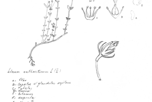 Presídio político Maria Zélia, 1936