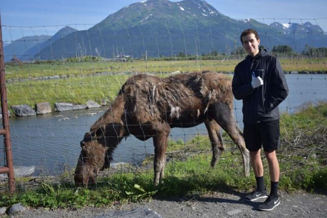 Teen boy takes a photo with a moose on summer service program in Alaska.