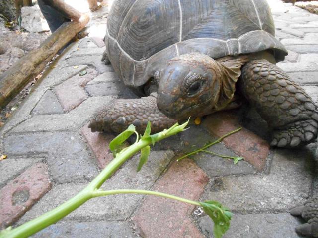 Teens feed tortoises on Prison Island during their time in Zanzibar on summer tour of Tanzania.