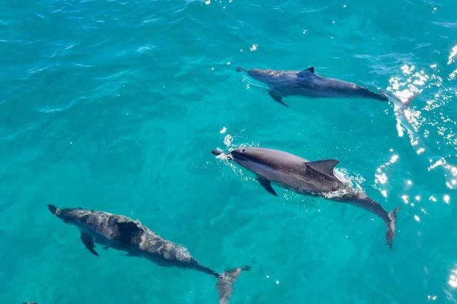 A pod of dolphins swims past teens in Hawaii on summer service program.