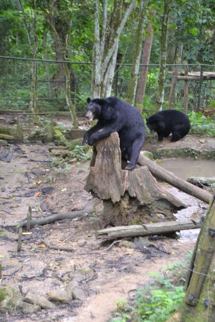 Black bears seen by teenage travelers during summer youth program in Southeast Asia