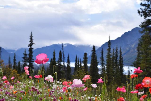 Students capture a photo of wild flowers in Alaska on their summer teen tour.