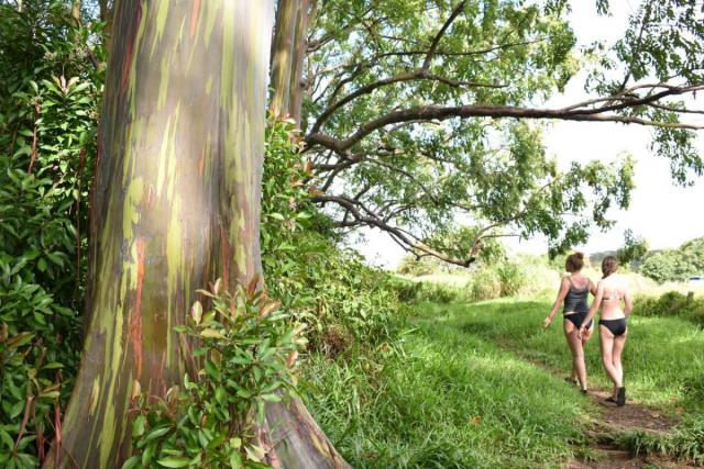 Teens take a nature walk in Hawaii on their summer service program.