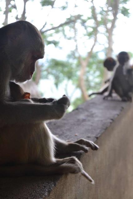 Monkeys seen by teenage travelers during summer youth program in Southeast Asia