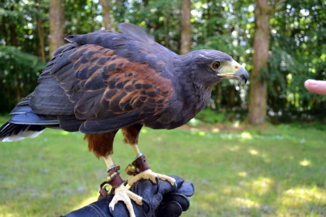 Teen traveler holding hawk during falconry lesson in Ireland on summer youth adventure travel program