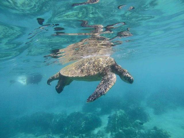 Teens spot a sea turtle on their summer service program in Hawaii.